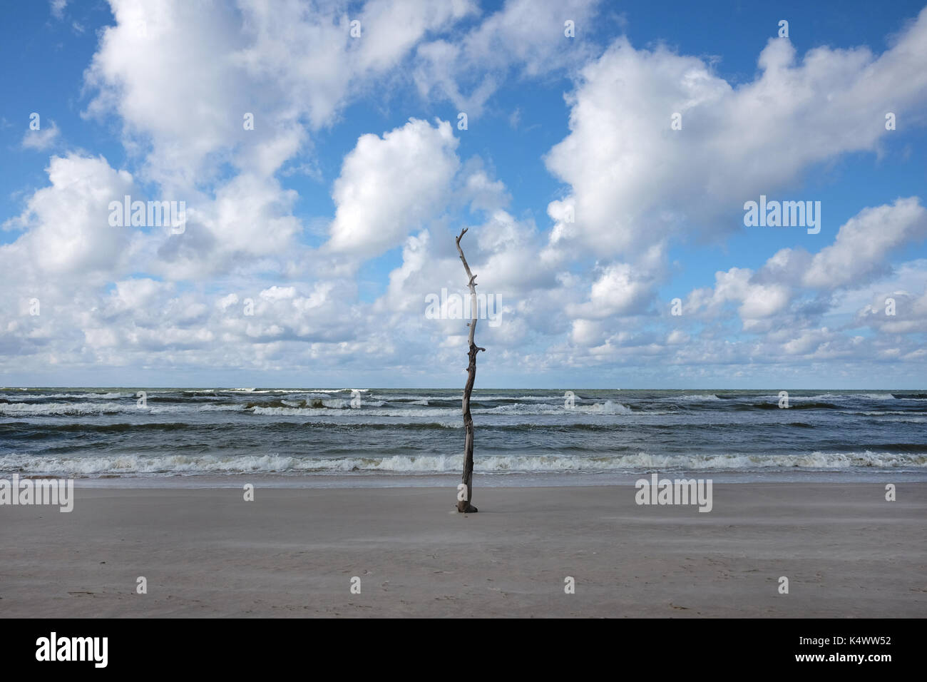 Driftwood coincé dans le sable sur la plage Banque D'Images