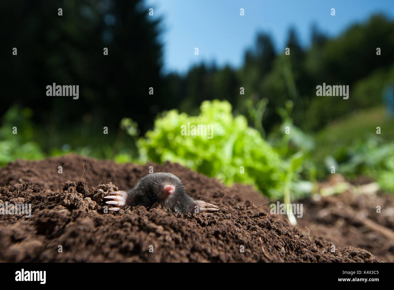 Mole peeking out de son trou dans le jardin Banque D'Images