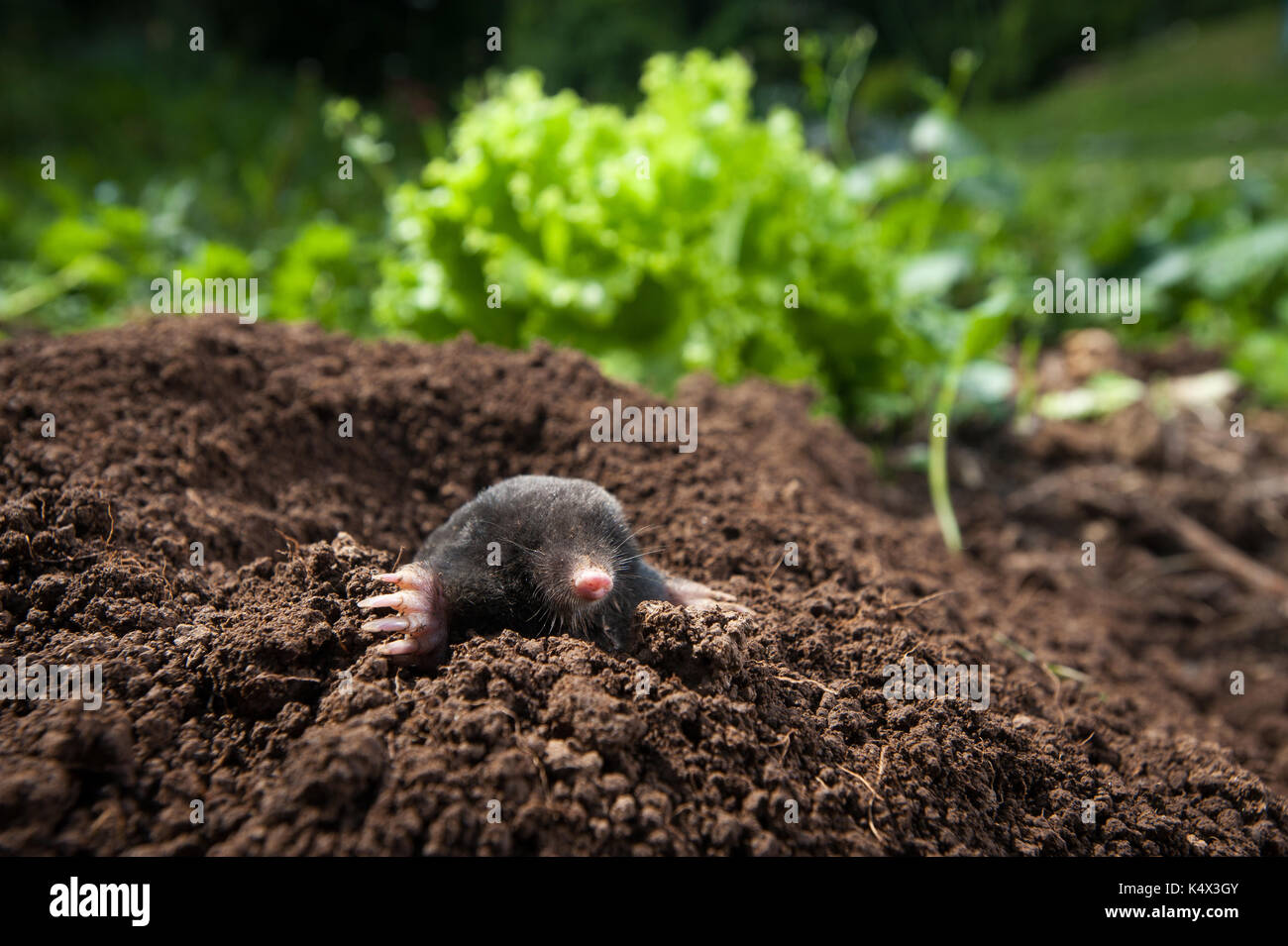 Mole peeking out de son trou dans le jardin Banque D'Images