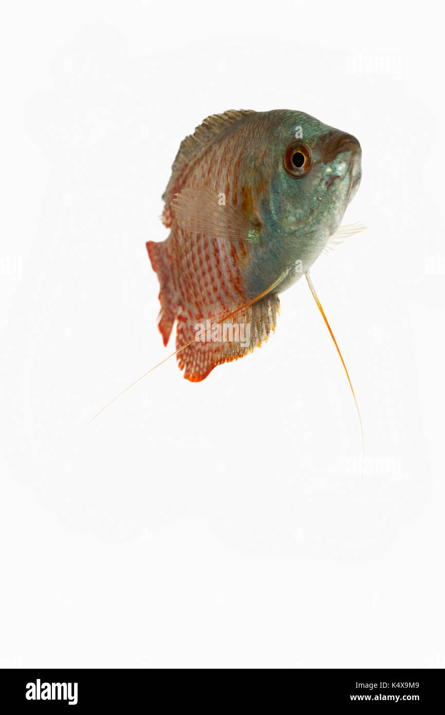 Animal fish studio shot Banque D'Images