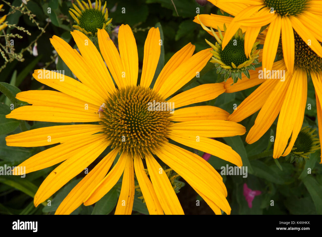 Échinacée jaune vif, Cone flower, asteraceae, herbacée, heliantheae, poussant dans un jardin Banque D'Images