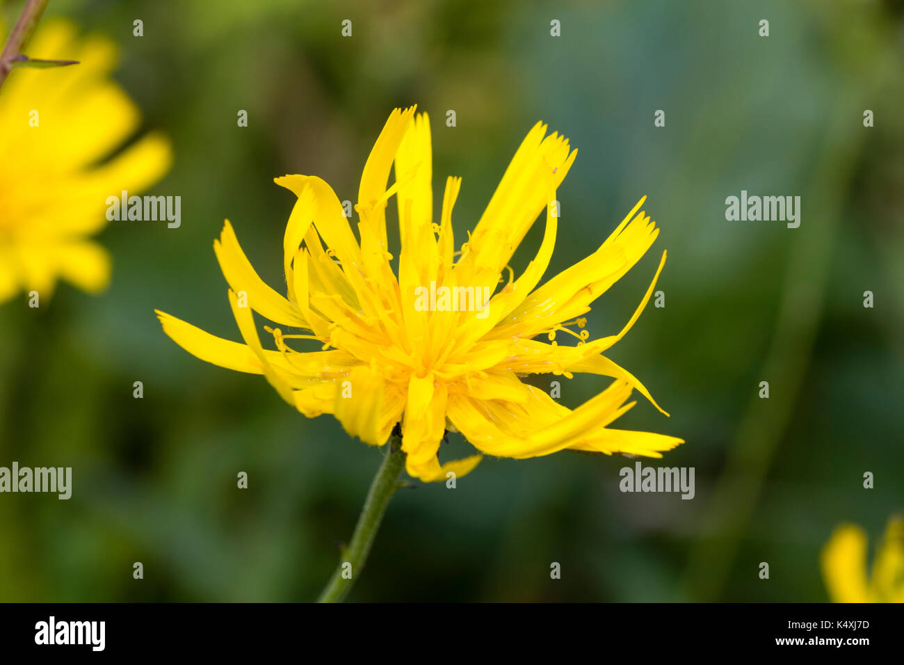 Faux pissenlit, Hypochaeris radicata, début de close up c'est la fin de l'été fleur en début d'après-midi Banque D'Images