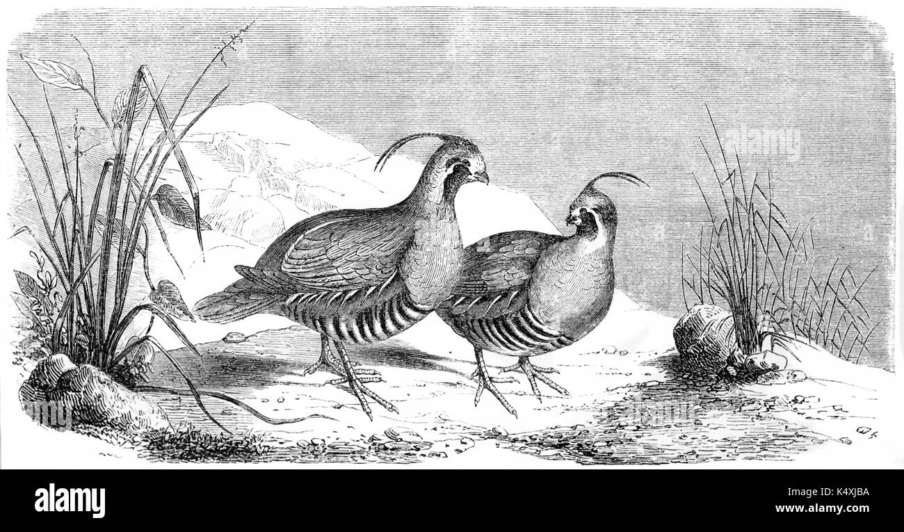Couple d'oiseaux ancienne marche sur un sol rocailleux entouré par de petits végétaux. Colin de Californie (Callipepla californica). Par Rouyer publié sur le Tour du Monde Paris 1862 Banque D'Images