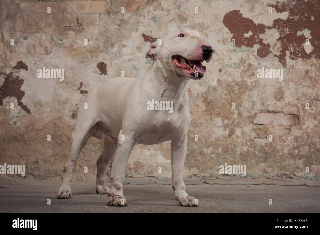 Chien Bull Terrier Blanc race. L'accent sur le museau de chien, faible profondeur de champ. Chien sur fond mur renfermant pelées Banque D'Images