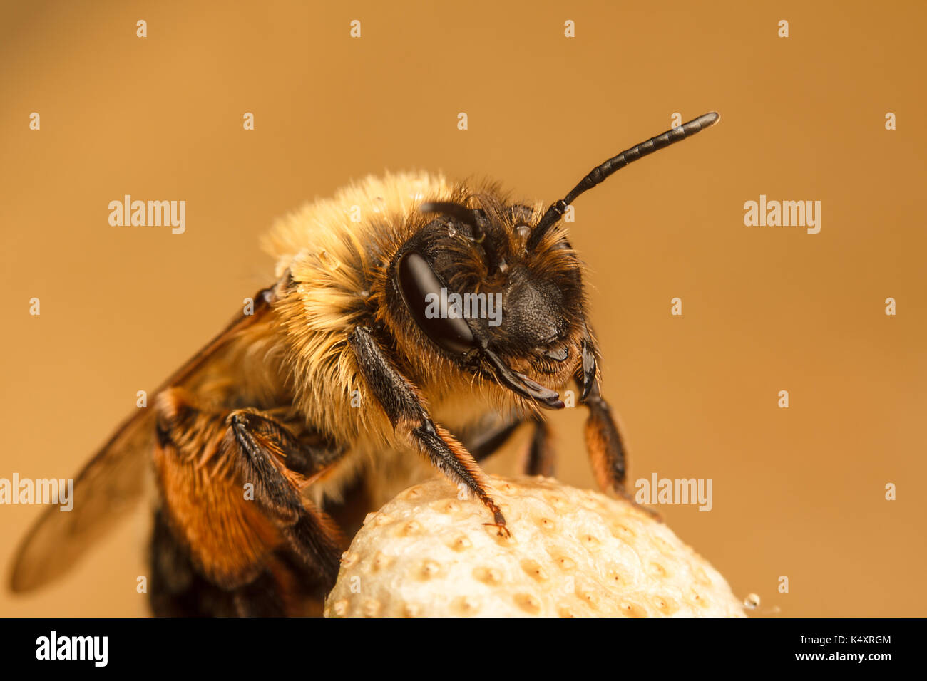 abeille de la minière Banque D'Images