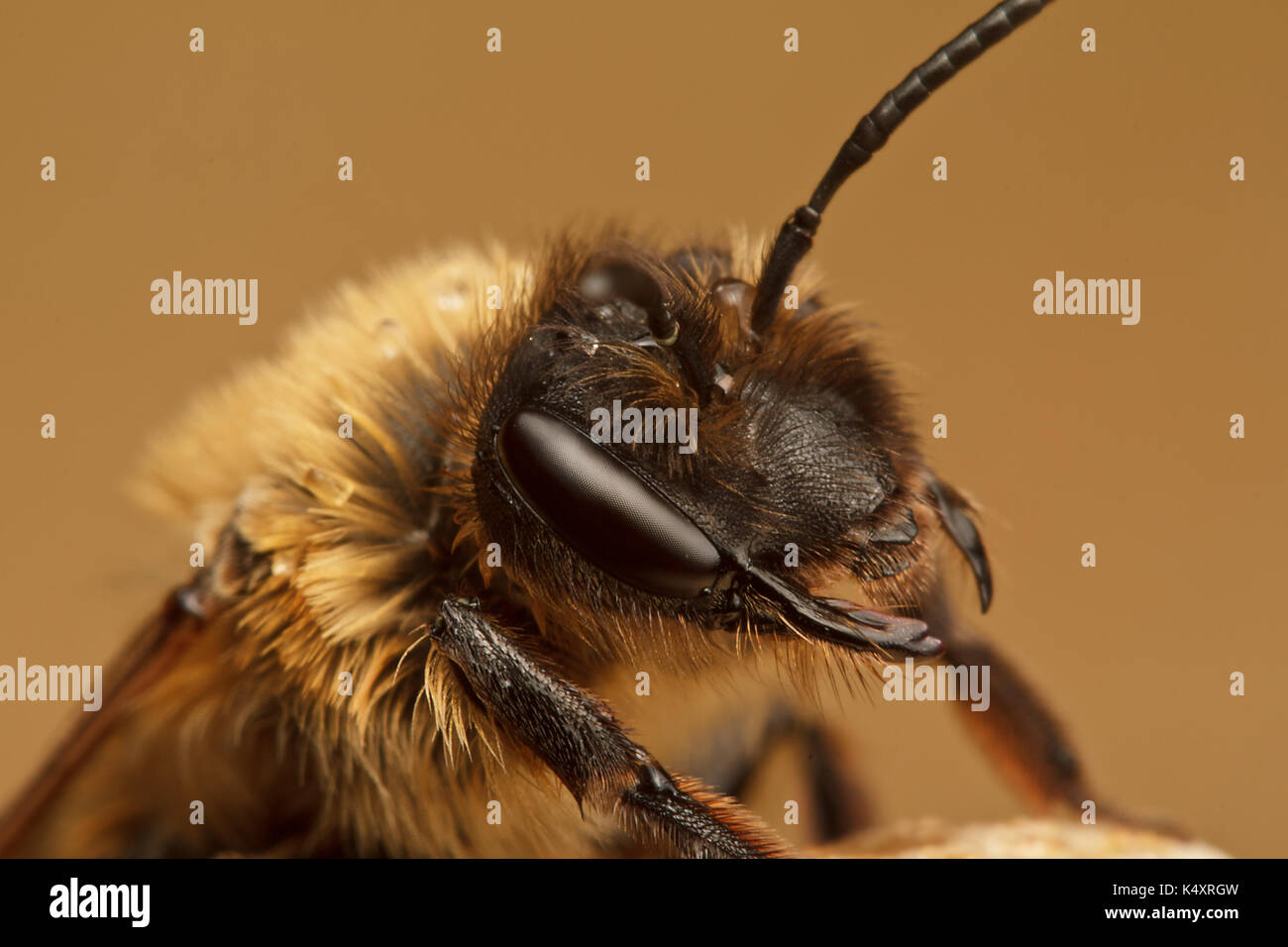 abeille de la minière Banque D'Images