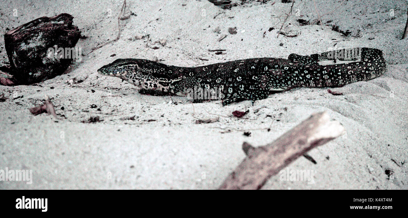 Un lézard de Malaisie Banque D'Images