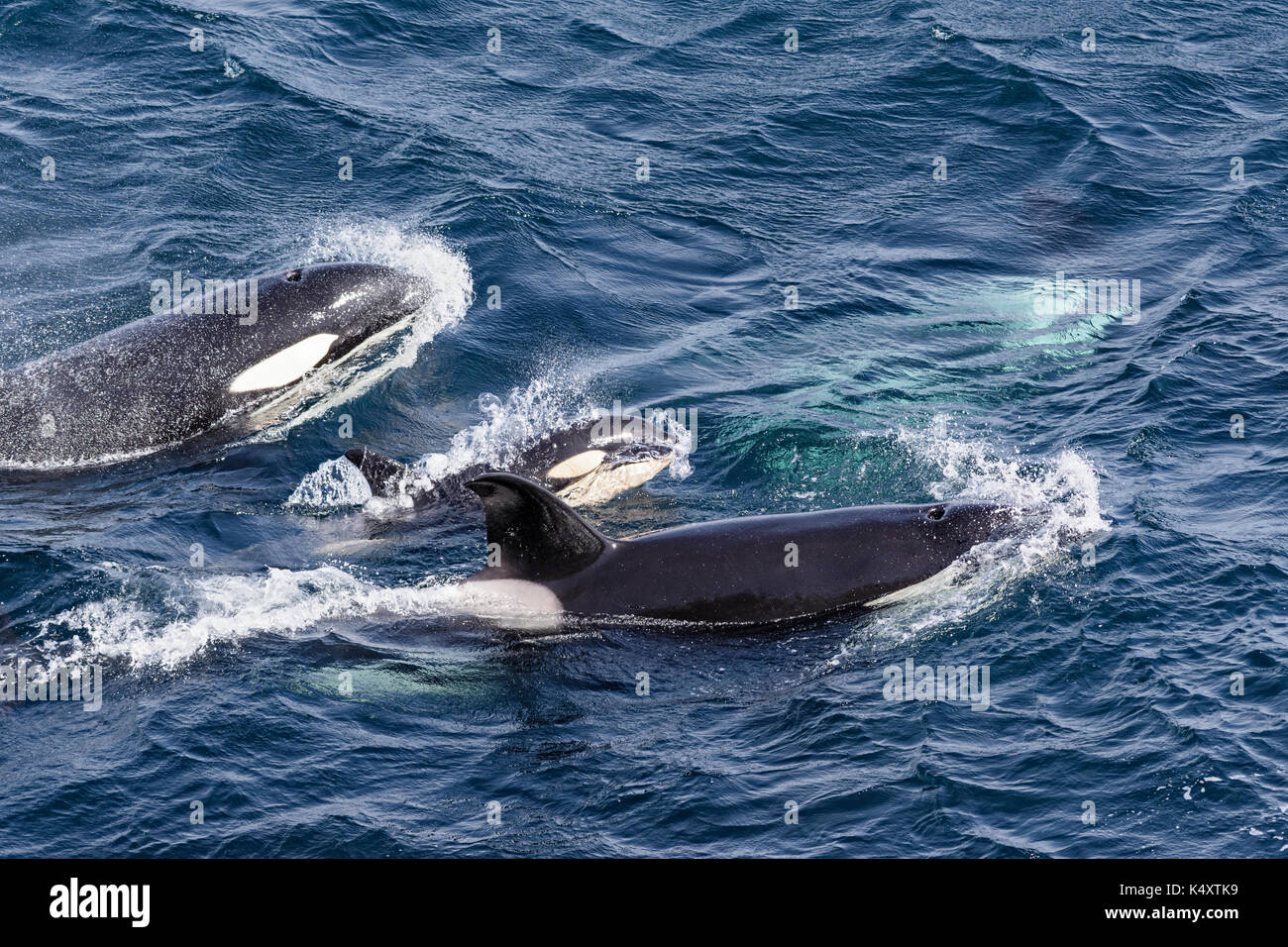 Orque antarctique Banque de photographies et d’images à haute ...