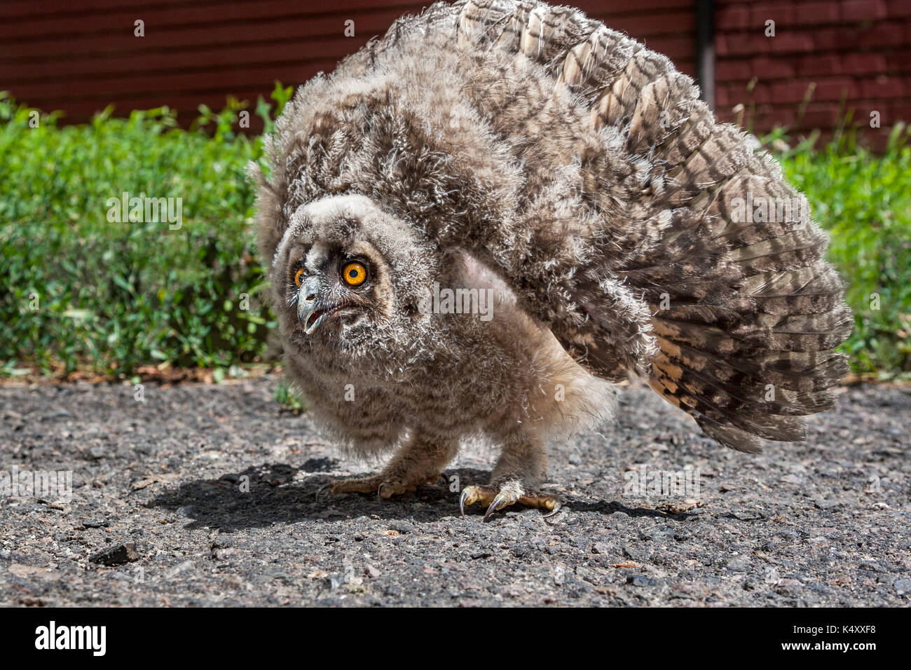 Furious nichée long-eared Owl (Asio otus Banque D'Images