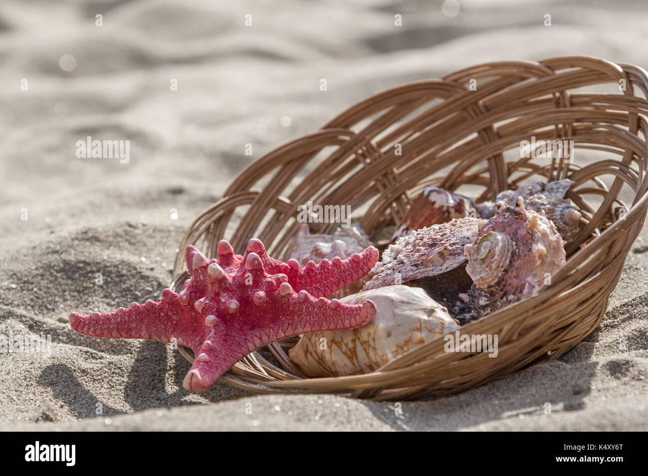 Les étoiles de mer et les coquillages dans le panier sur la plage de sable Banque D'Images