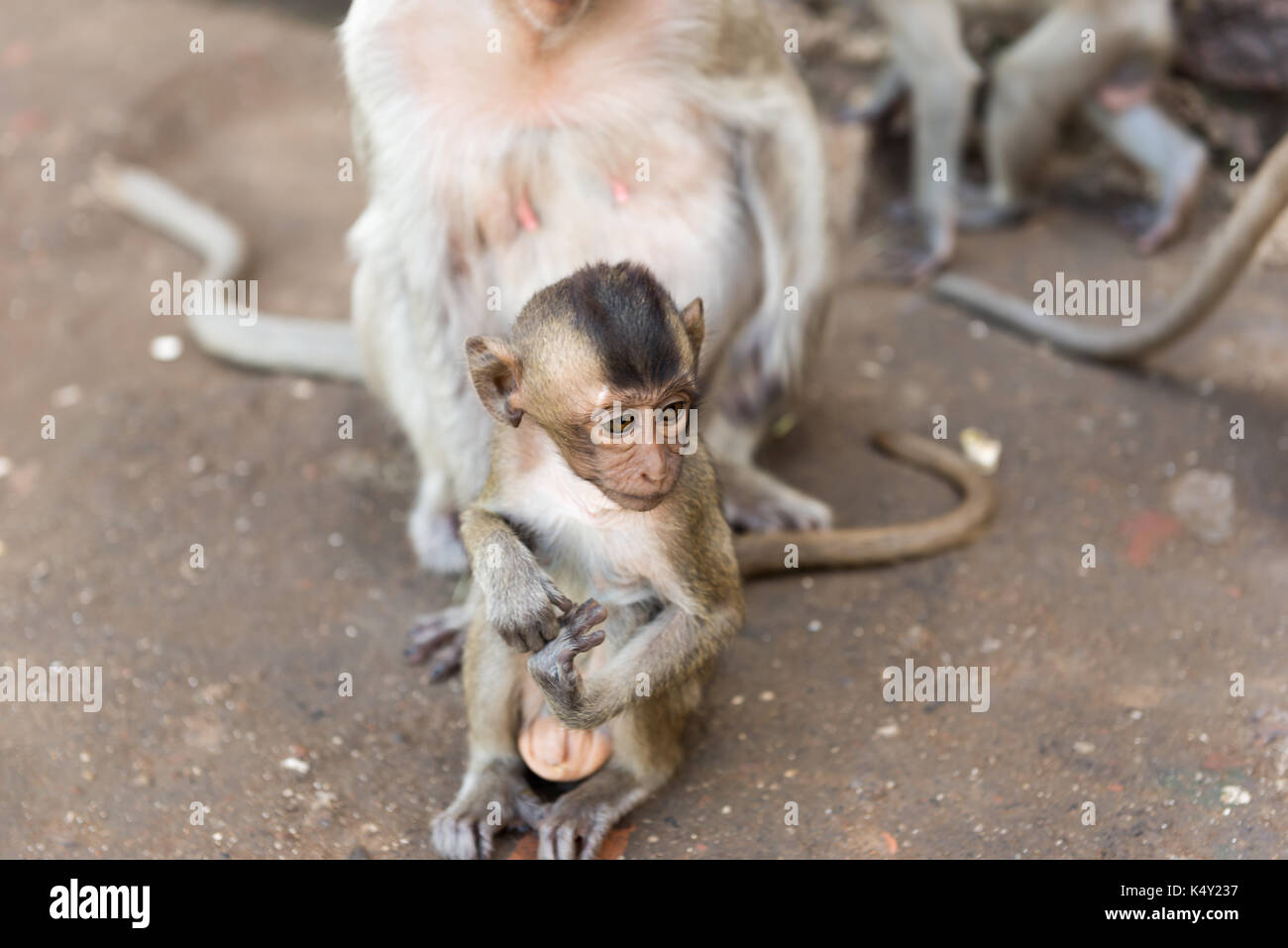 Singe Mignon Banque De Photographies Et D Images A Haute Resolution Alamy