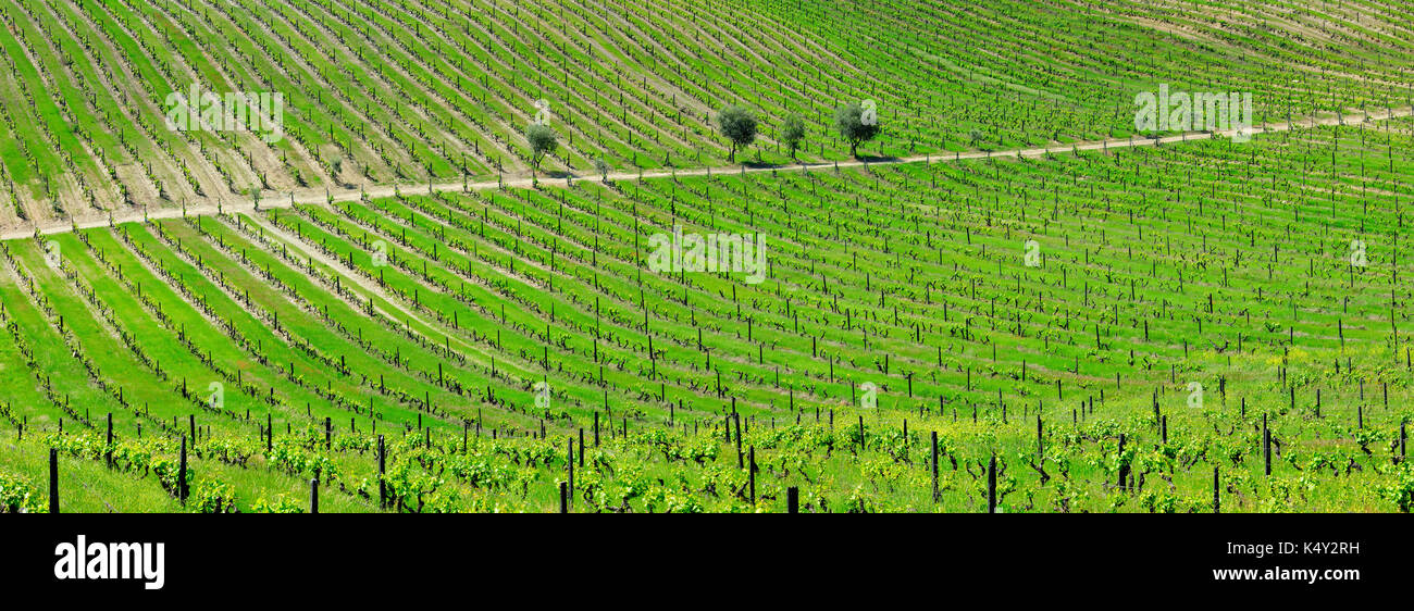 Vignobles de São João da Pesqueira, site classé au patrimoine mondial de l'UNESCO. Alto Douro, Portugal Banque D'Images