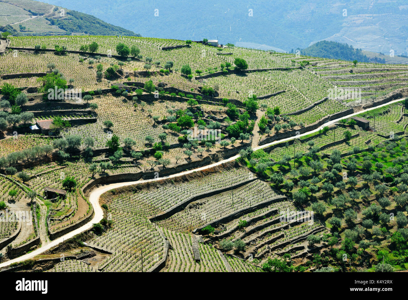 Vignobles et oliviers à Ervedosa do Douro, un site classé au patrimoine mondial de l'UNESCO. Alto Douro, Portugal Banque D'Images