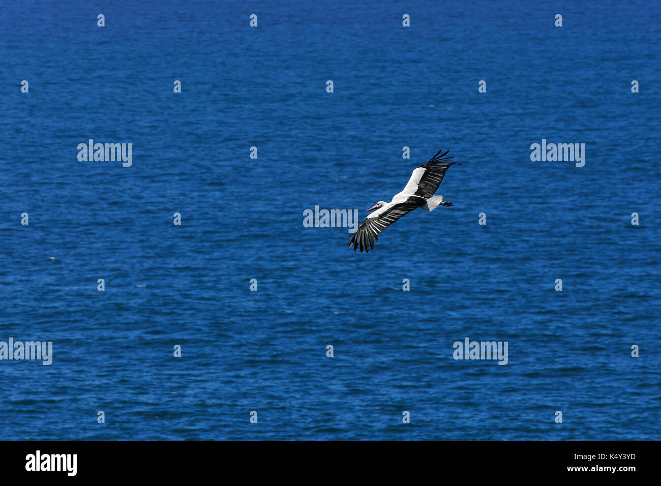 Sudoeste alentejano. Stork et parc naturel de Costa Vicentina, c'est le seul endroit au monde où les nids de cigognes blanches en live par th. de la mer portugal Banque D'Images