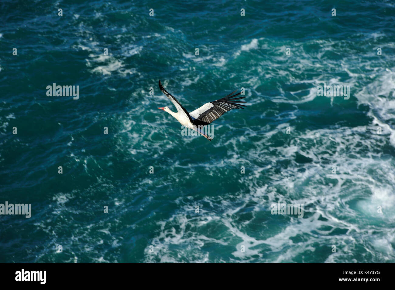 Les cigognes au-dessus de la côte, au cap sardao. Alentejo, Portugal Banque D'Images