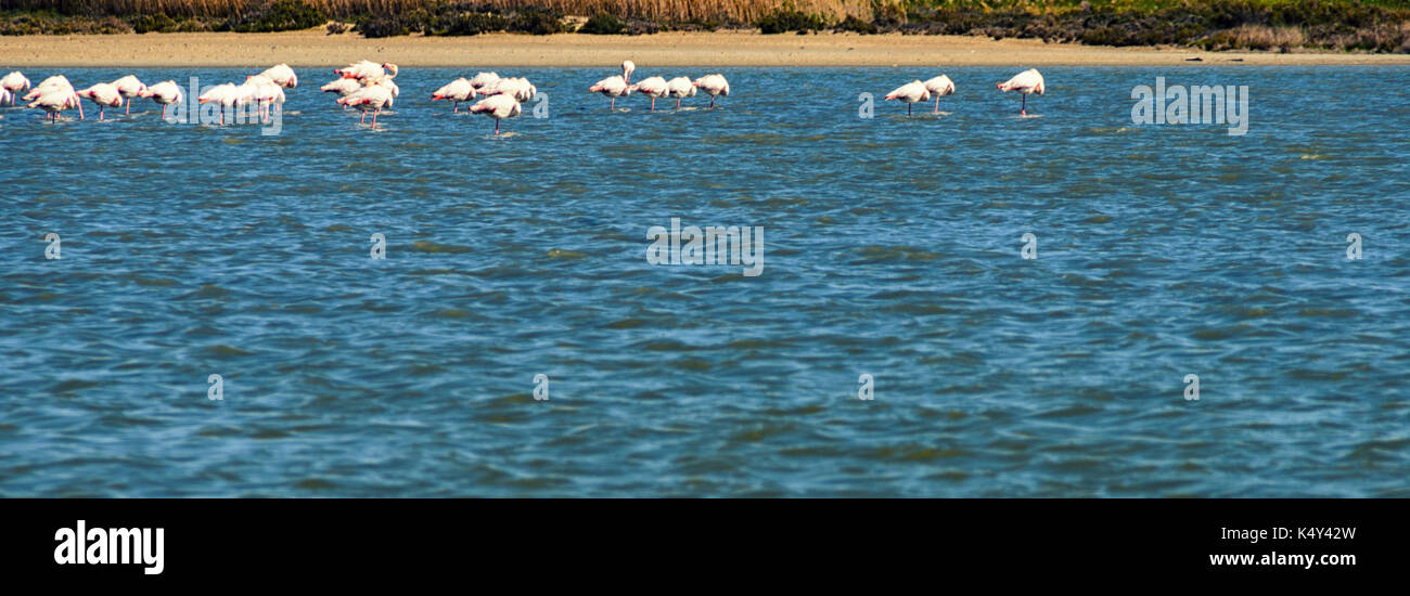 Flamingo sur le lac salé de Larnaca, Chypre. Banque D'Images