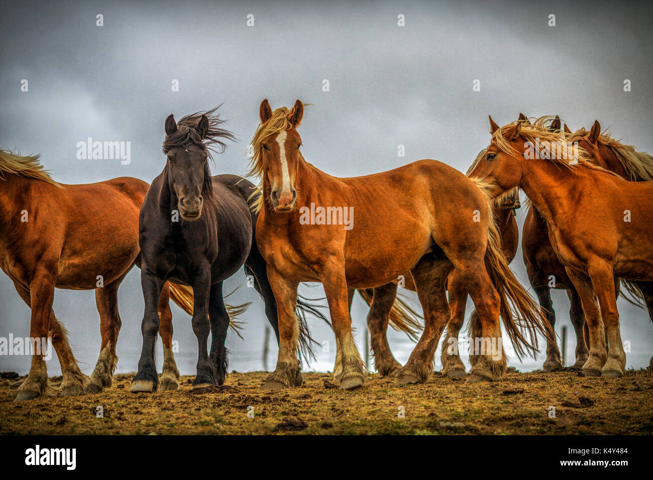 Les chevaux sauvages, race Burguete, Espagne Banque D'Images