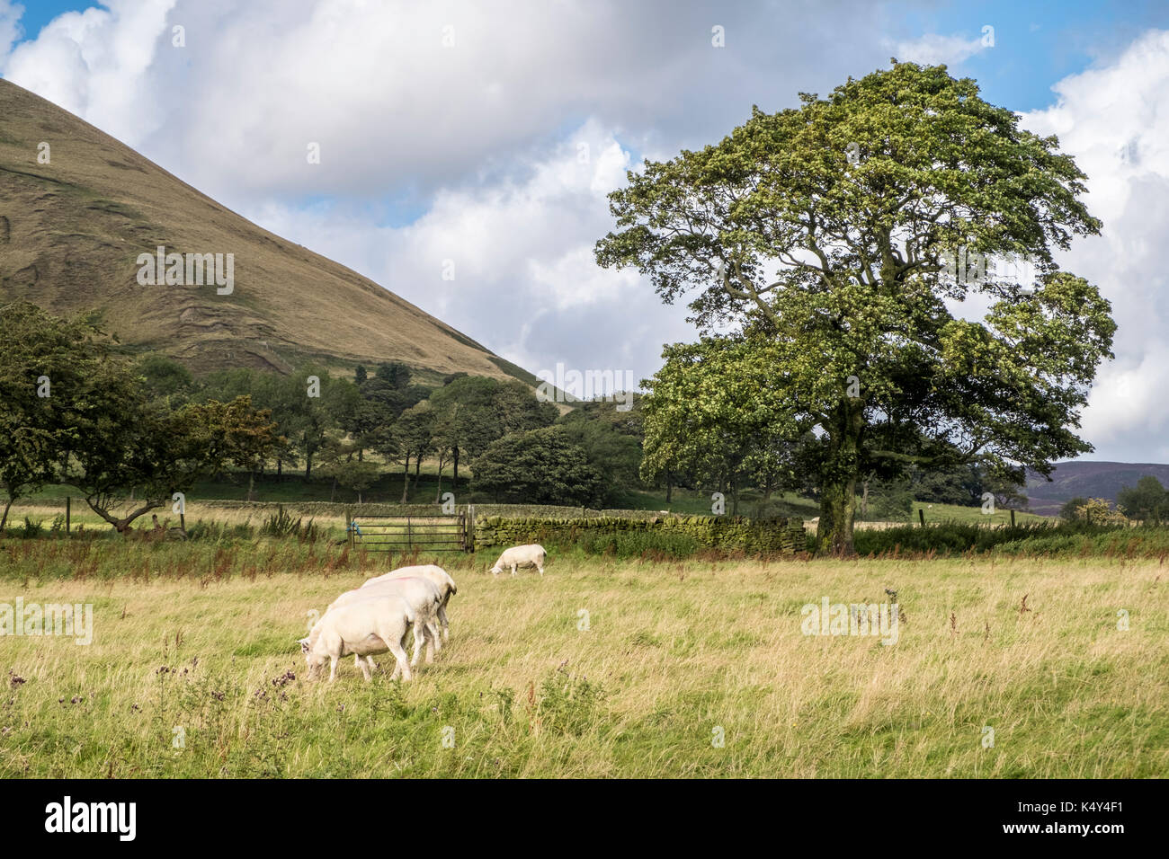 Paysage de Peak District. Moutons dans un champ près de coiffure Booth, Vale de Edale, Derbyshire, Peak District, England, UK Banque D'Images