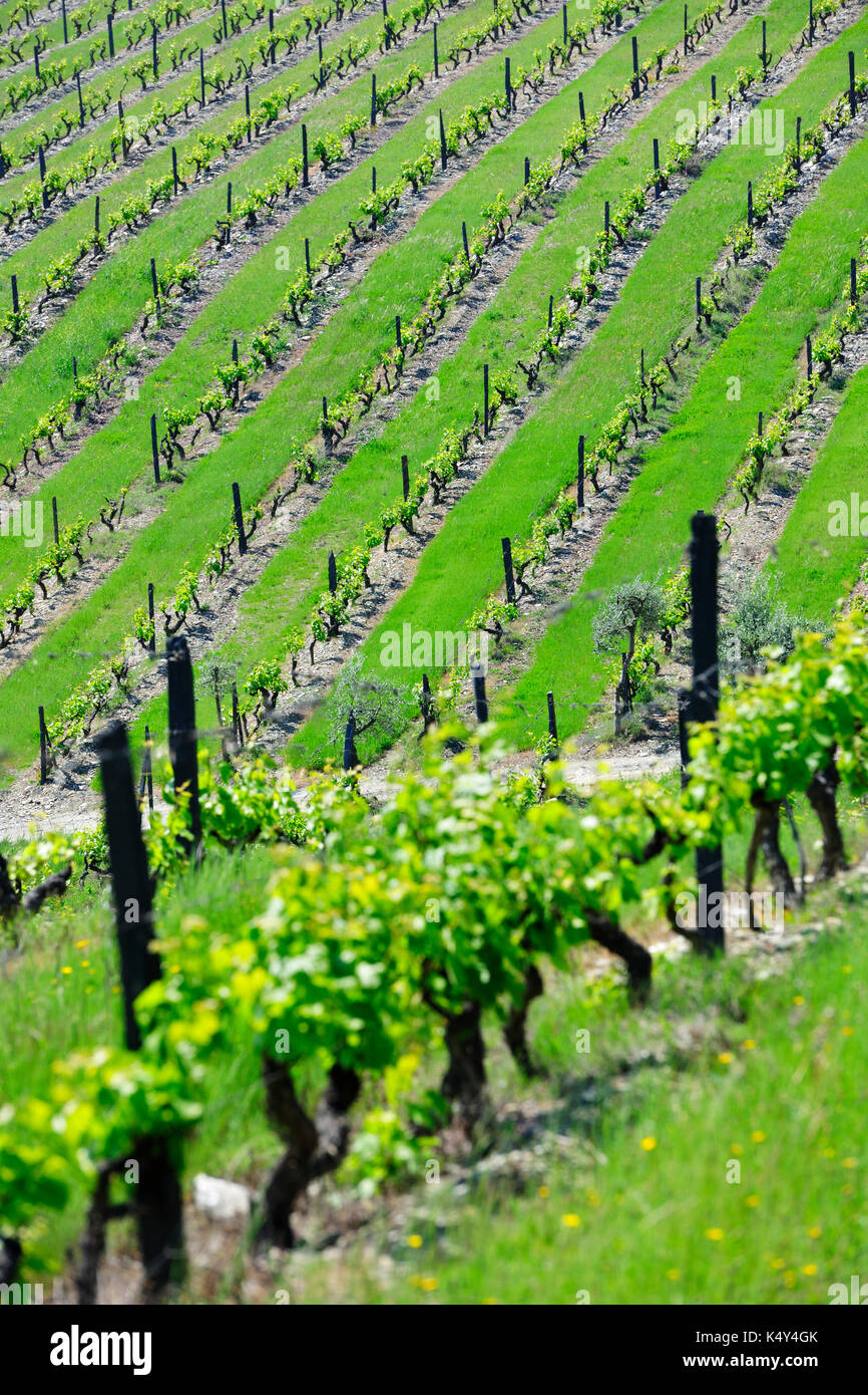 Vignobles de São João da Pesqueira, site classé au patrimoine mondial de l'UNESCO. Alto Douro, Portugal Banque D'Images