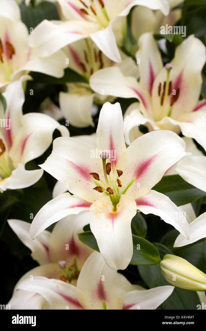 Lilium 'Nymphe' fleurs. Banque D'Images