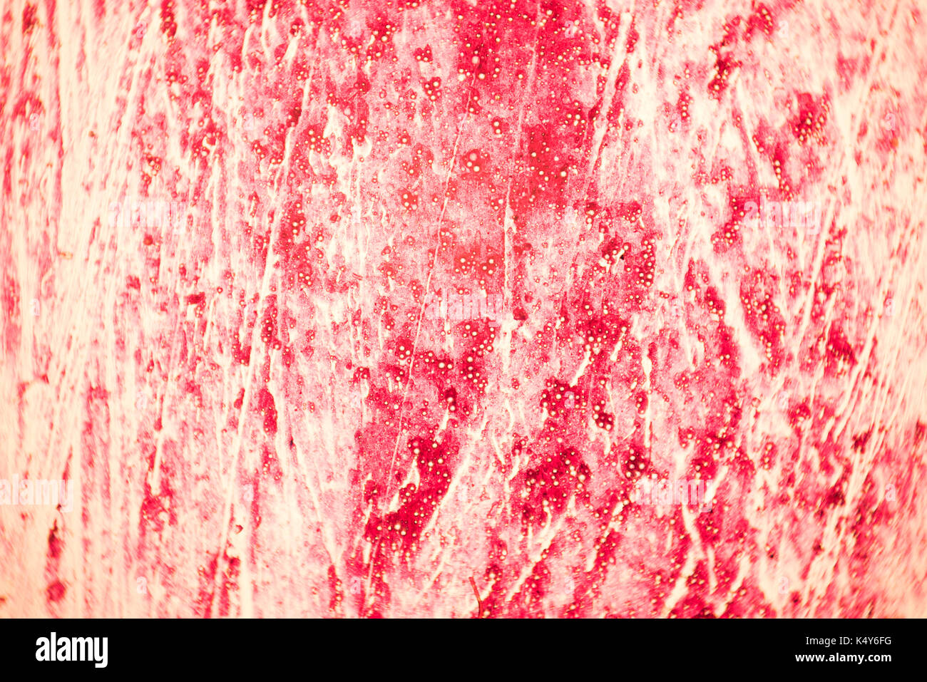 Section transversale du tissu humain dans la vue au microscope. Banque D'Images