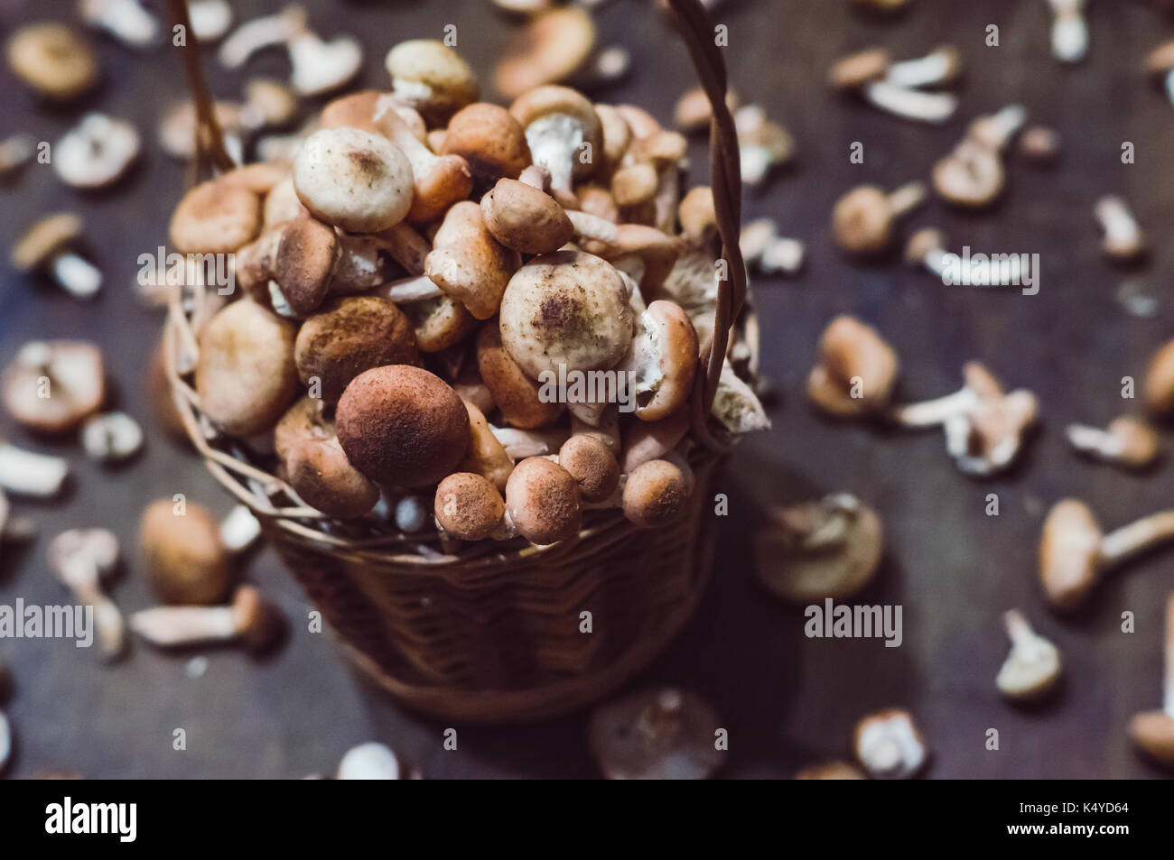 Agarics miel dans un panier de champignons armillariella sur une table en bois à l'arrière-plan Banque D'Images