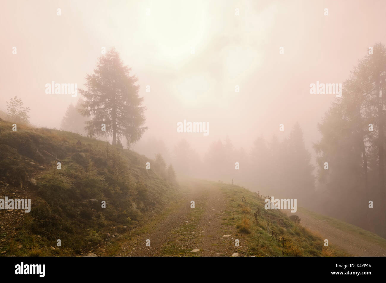 Dans le brouillard, rétroéclairage emberger alm, berg im drautal, Carinthie, Autriche Banque D'Images
