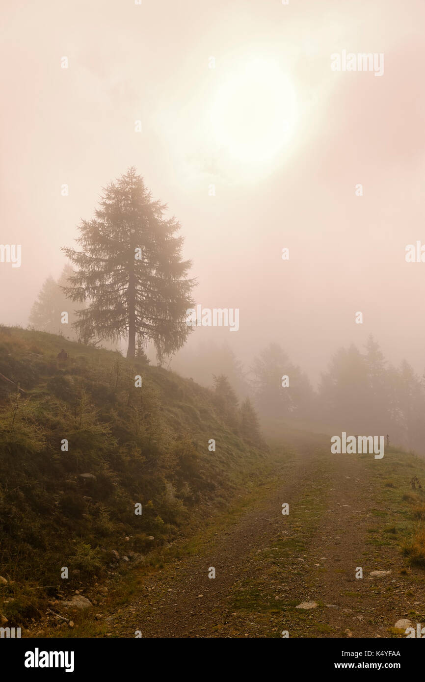Dans le brouillard, rétroéclairage emberger alm, berg im drautal, Carinthie, Autriche Banque D'Images
