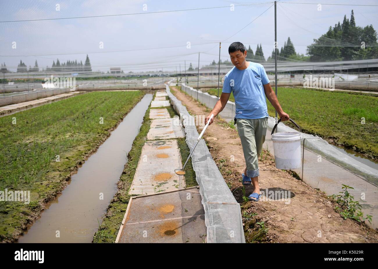 (170908) -- Changsha, sept. 8, 2017 (Xinhua) -- un agriculteur prend la nourriture pour nourrir les grenouilles dans les champs paddy dans nanxian, comté de la province du Hunan en Chine centrale, le 7 juin 2017. nanxian county a mis au point une nouvelle méthode pour la culture du riz paddy, qui combine l'éducation de grenouilles et écrevisses avec la plantation de riz paddy. avec l'existence de grenouilles et d'écrevisses, les rizières fera face à moins de problèmes tels que la pollution et la réduction de la fertilité des sols. il y a maintenant au total 250 000 UM (16 667 hectares environ) de rizières adoptant la méthode ici, qui rend les avantages et crée des emplois pour les sections locales Banque D'Images