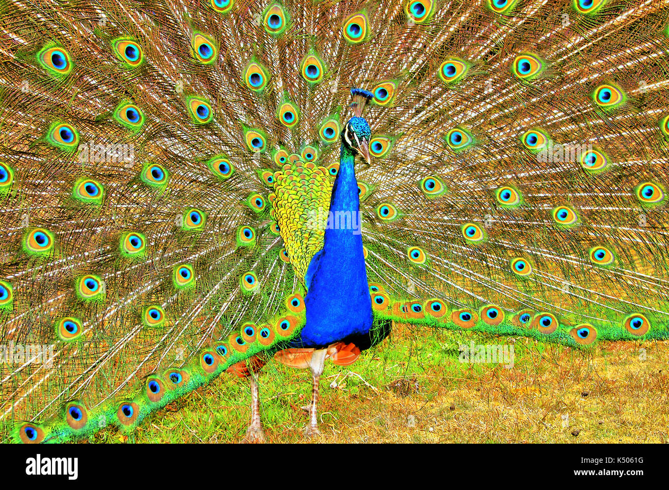 Peacock afficher sur l'île de Brownsea, piscine, dorset, UK. Banque D'Images