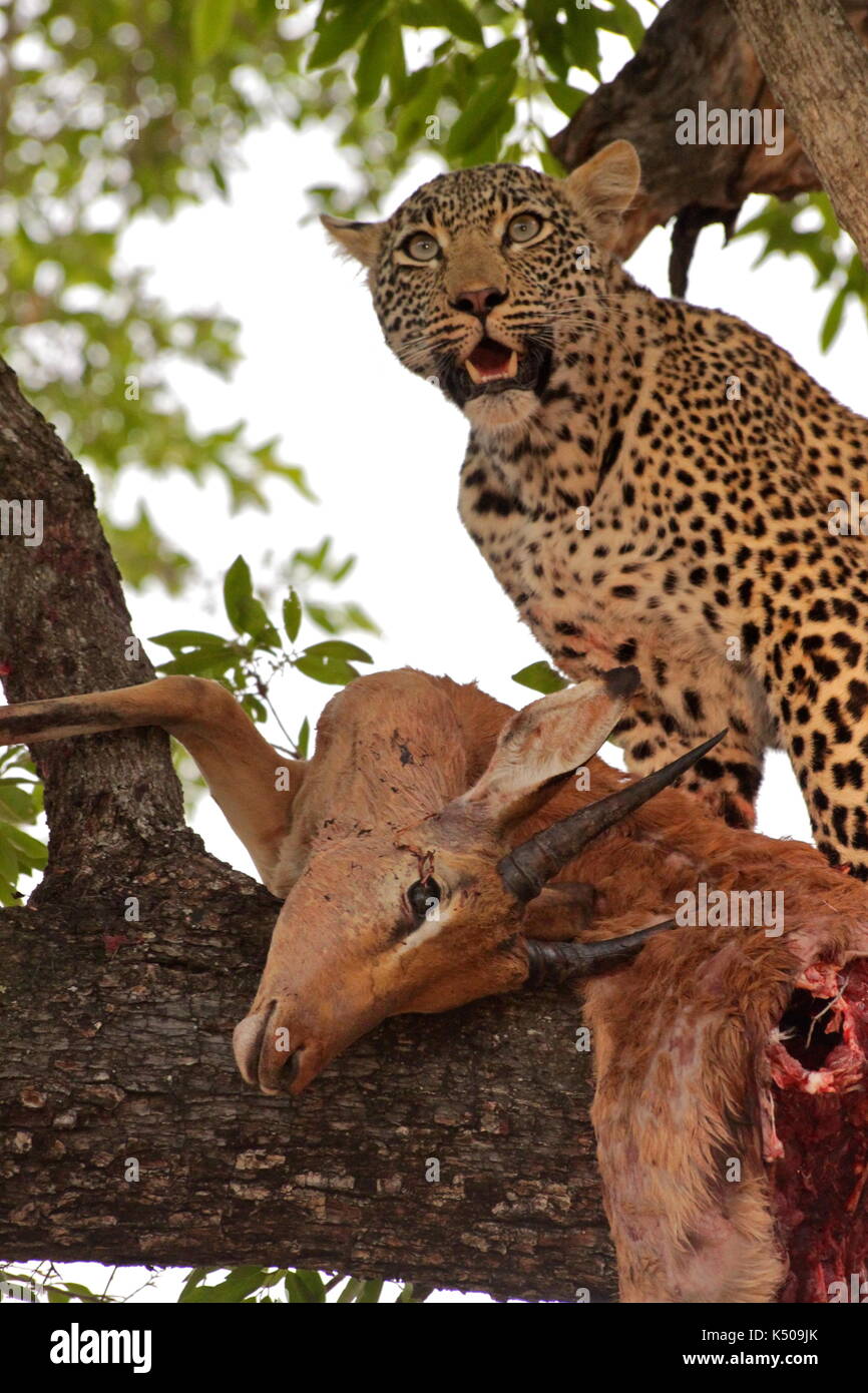 Un léopard avec sa proie dans les arbres, londolozi, afrique du sud Banque D'Images