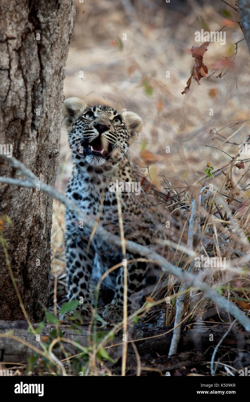 Un leopard cub looking up, londolozi, afrique du sud Banque D'Images