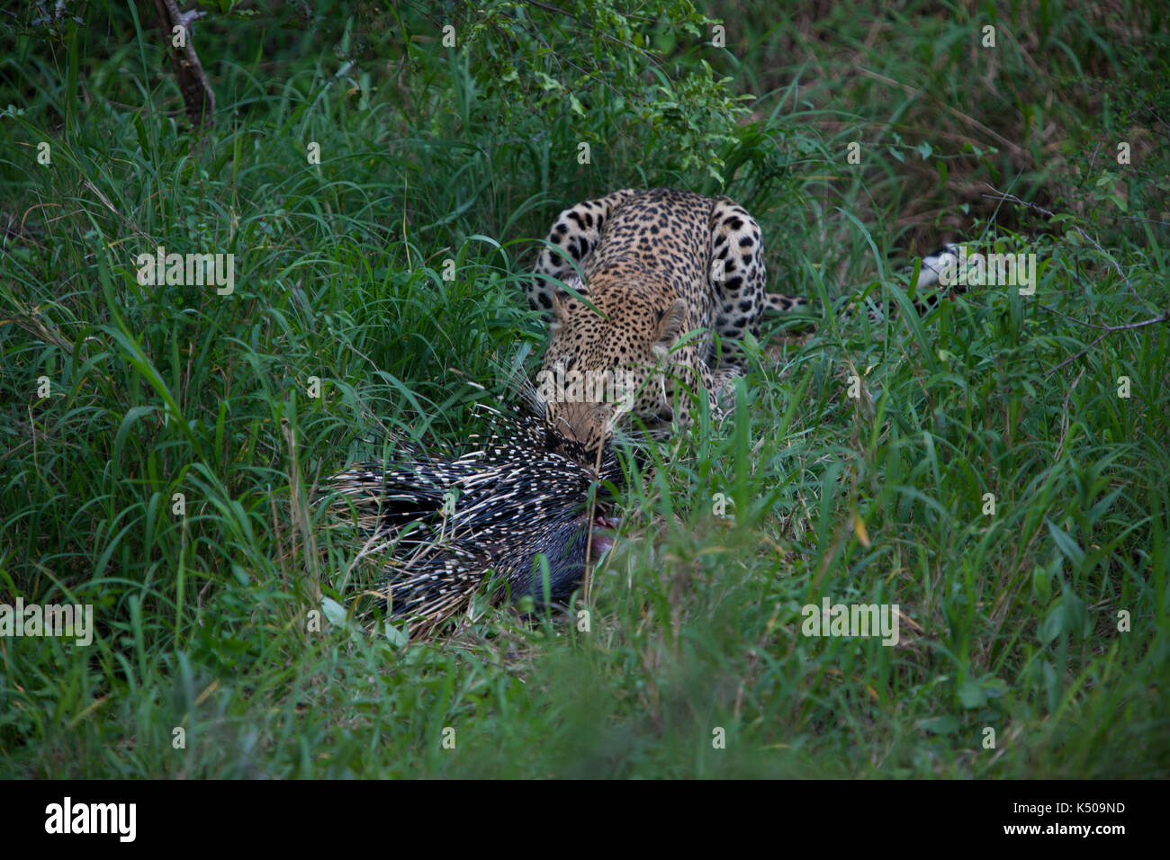 Leopard manger un porc-épic, londolozi, afrique du sud Banque D'Images