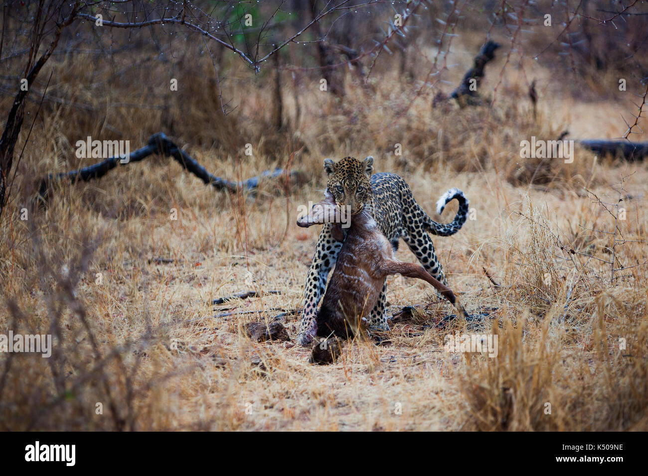 Leopard en faisant glisser sa proie à l'écart, londolozi, afrique du sud Banque D'Images