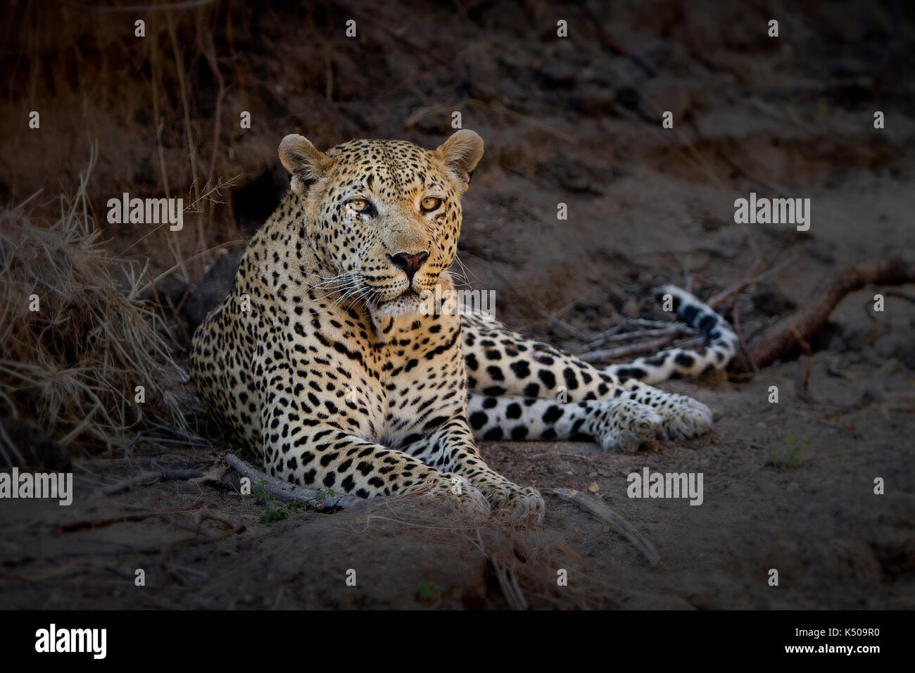 Un léopard fixant, londolozi, afrique du sud Banque D'Images