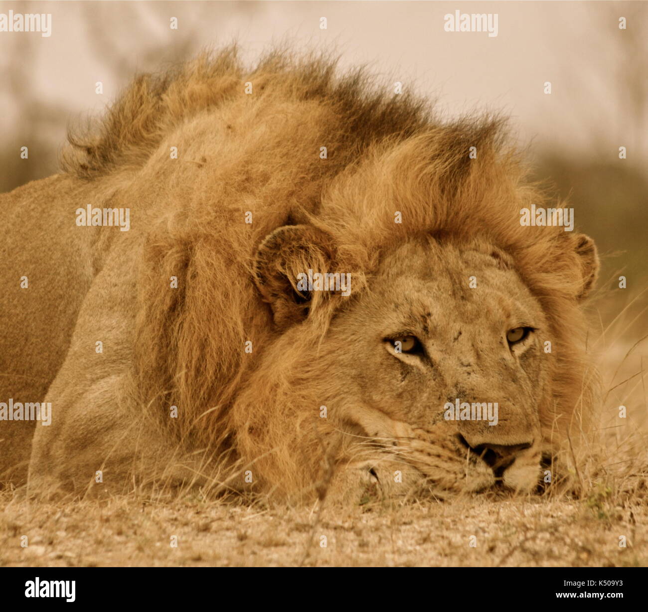 Un lion couché, londolozi, afrique du sud Banque D'Images