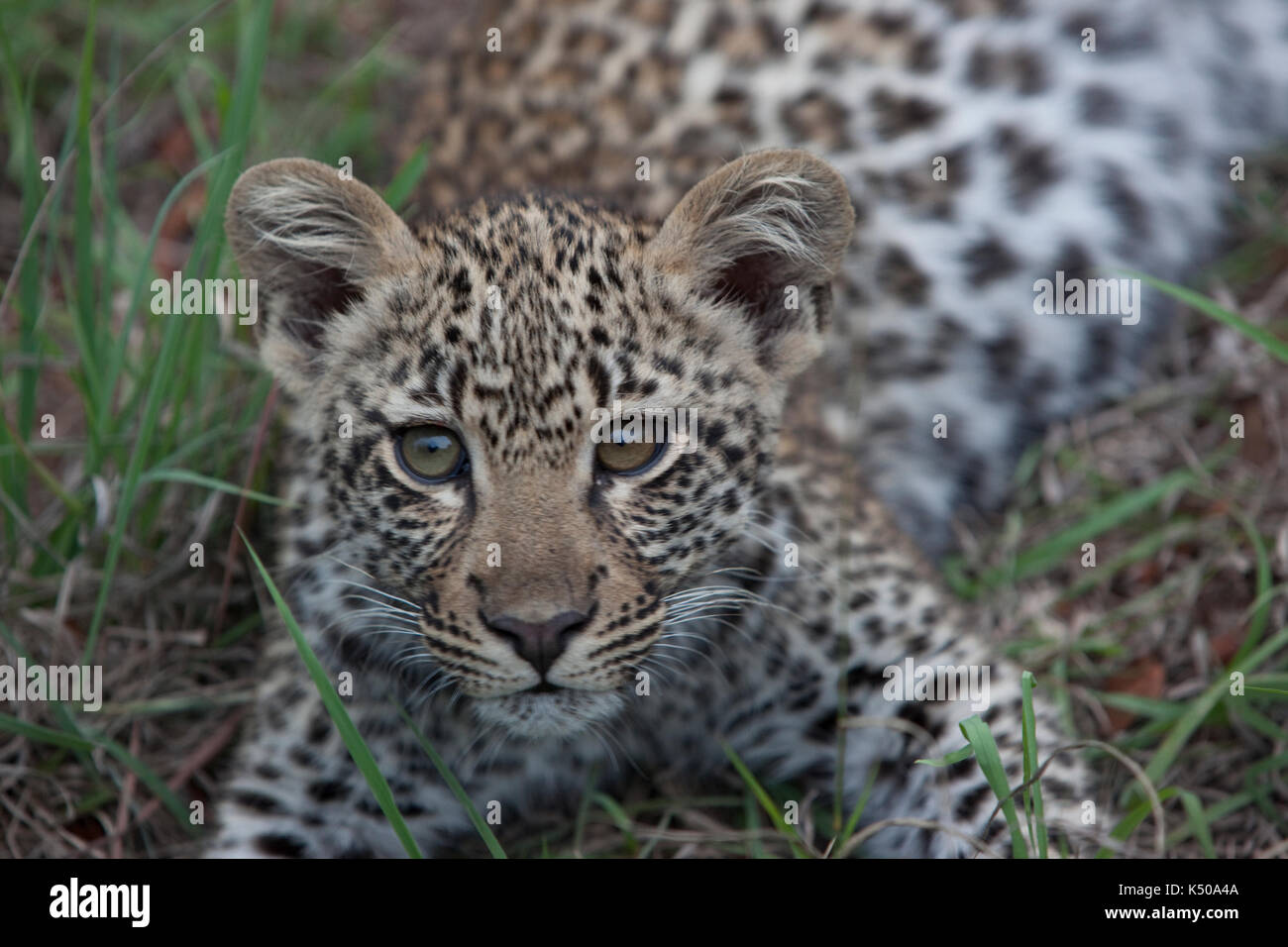 Close-up of a leopard cub, afrique du sud Banque D'Images