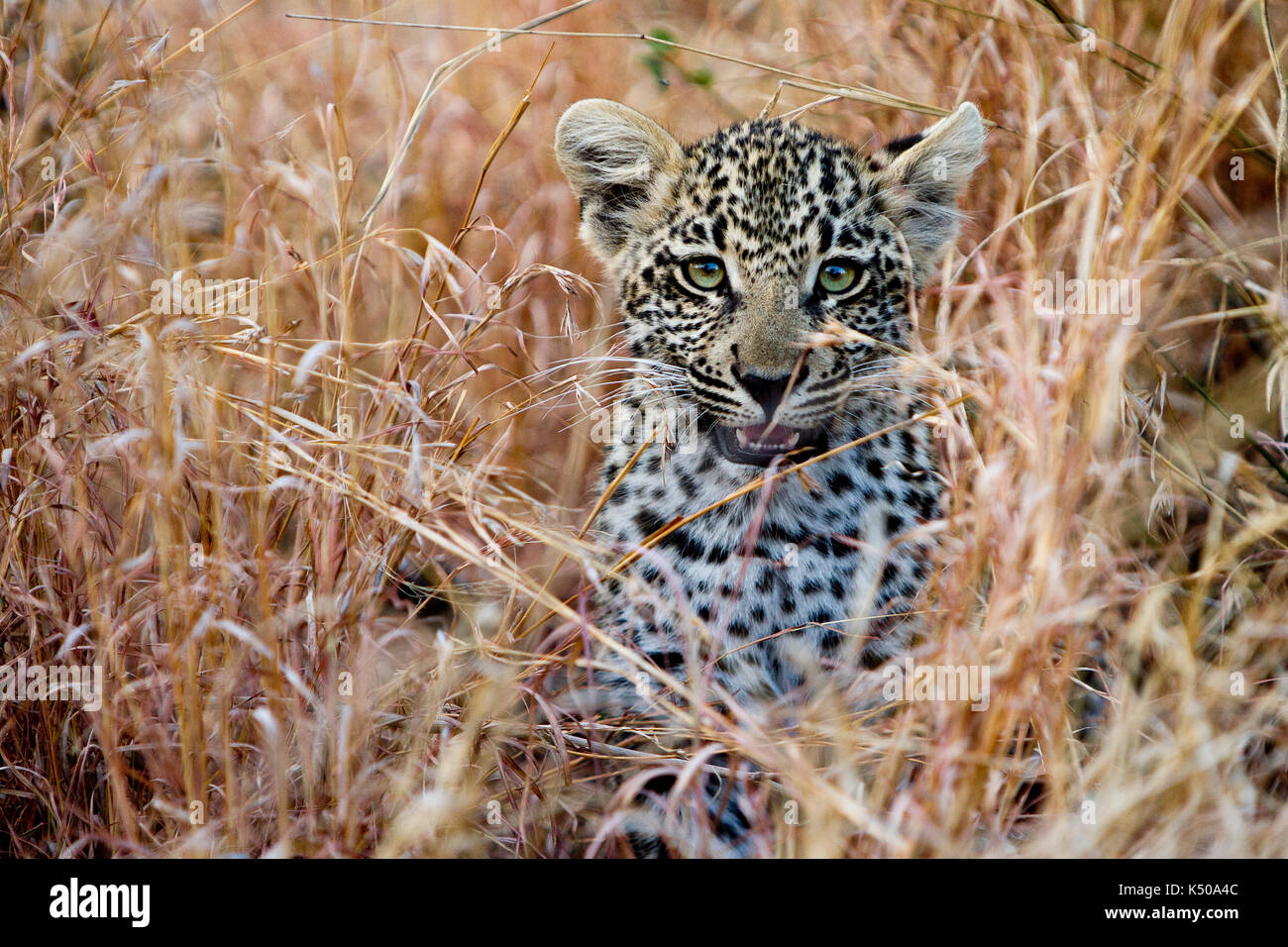 Un leopard cub regardant la caméra, londolozi, afrique du sud Banque D'Images