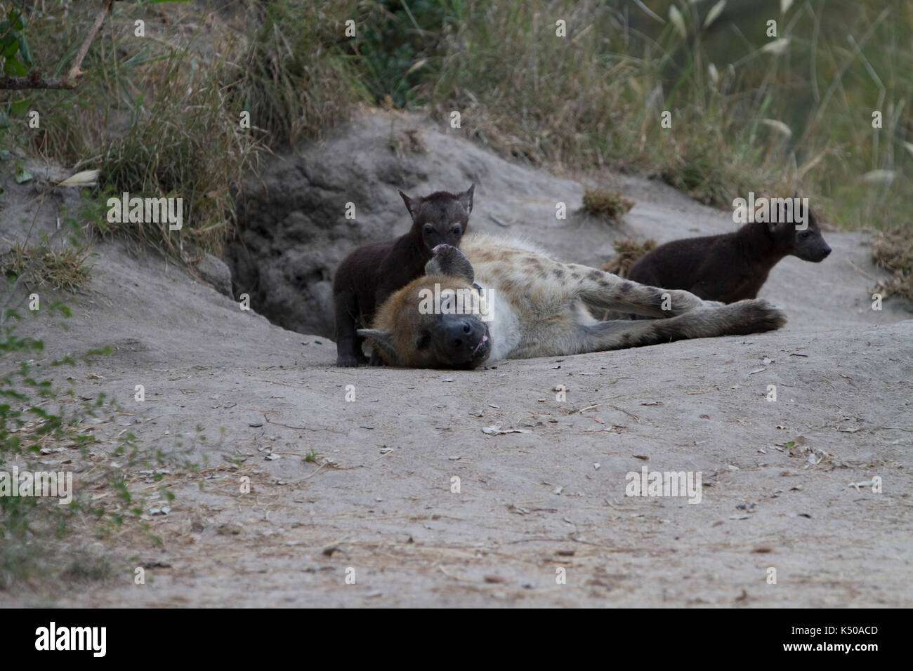 Une hyène et ses petits, londolozi, afrique du sud Banque D'Images