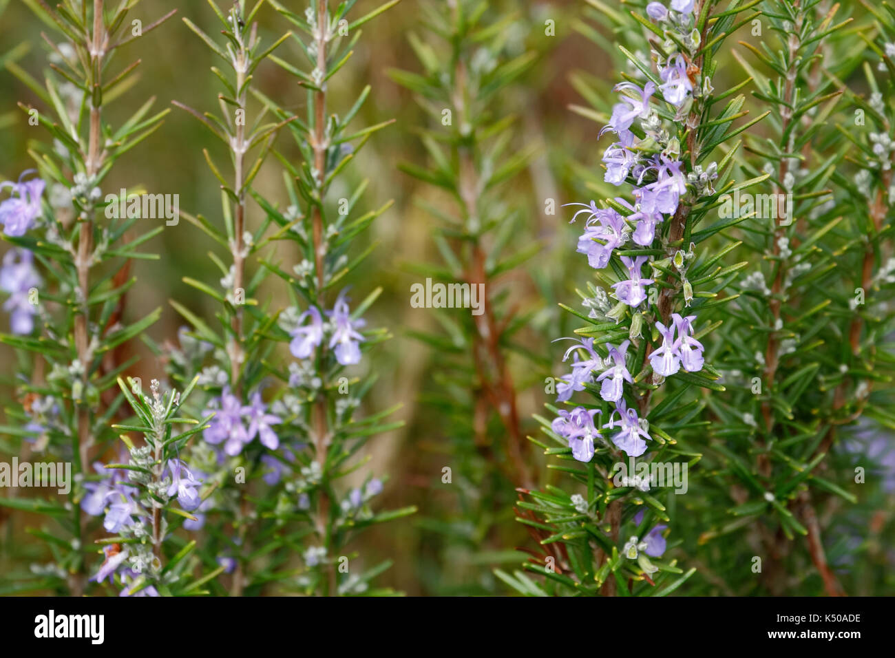 Arbre généalogique de romarin avec des fleurs Banque D'Images