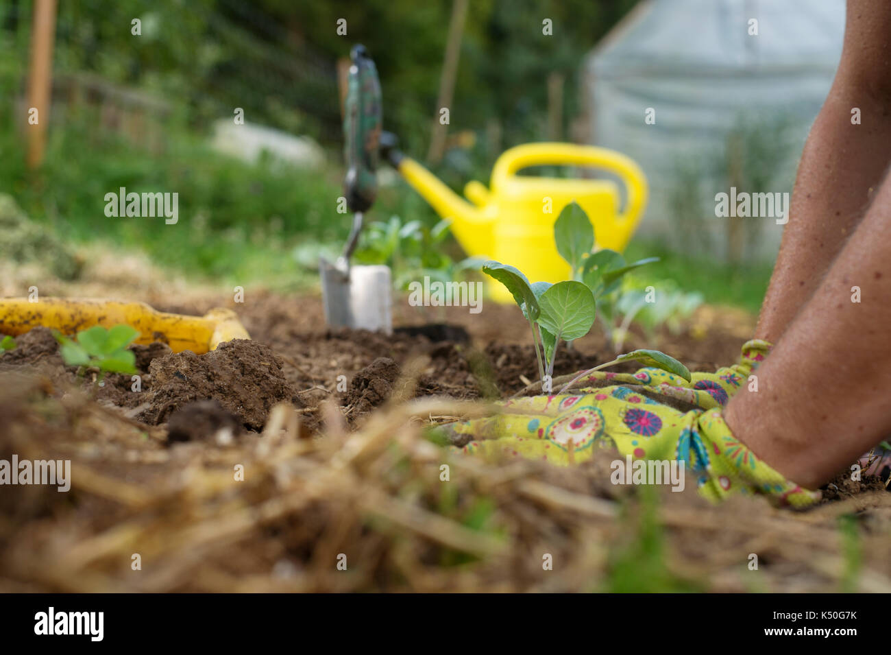 Les mains du jardinier la plantation des semis de chou en denrées alimentaires cultivées. Le jardin, vvegetable, auto-suffisant, accueil concept durable des ménages. Banque D'Images