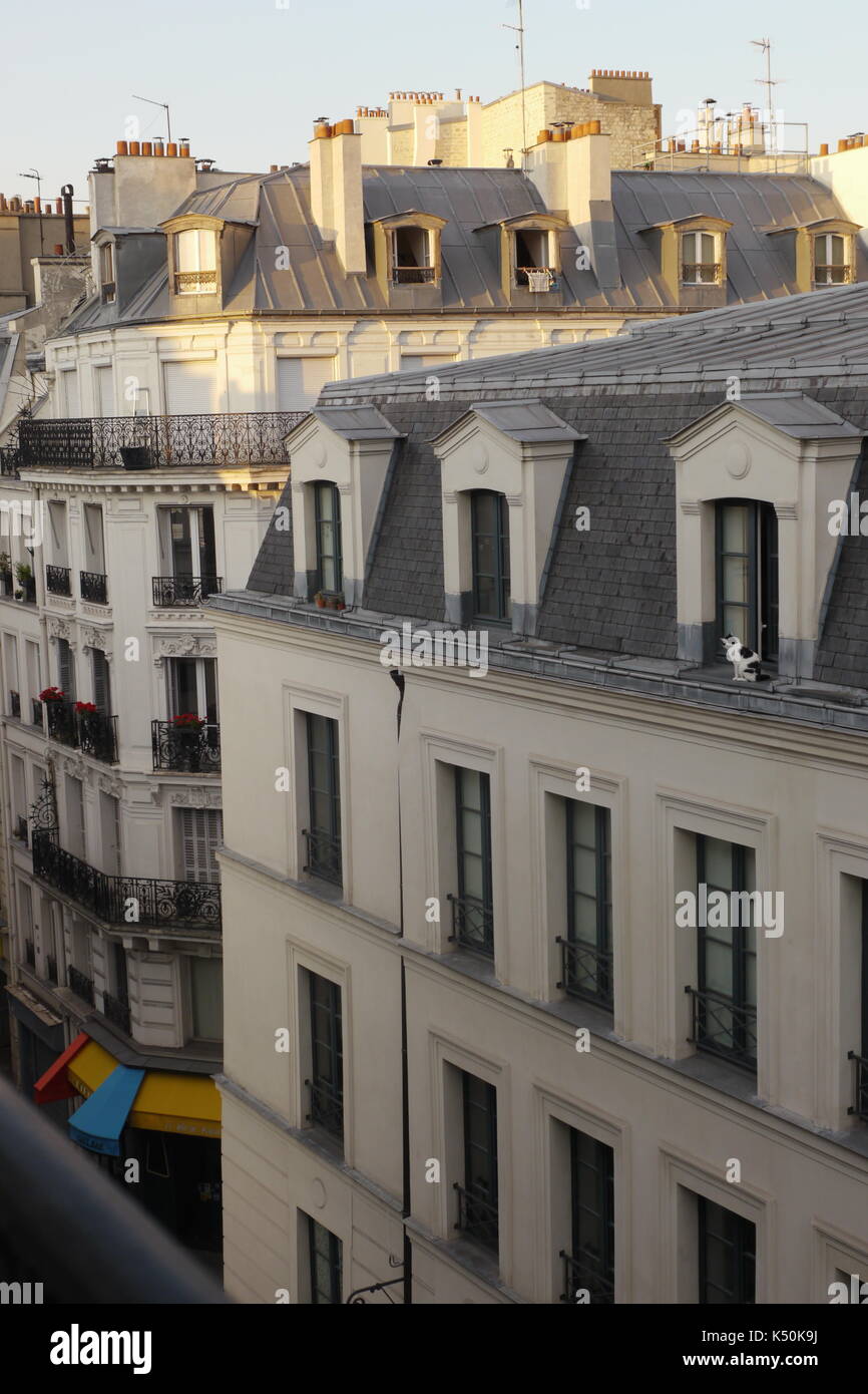 La Chatte Sur Un Toit De Tole A Froid Un Chat A Paris Regarde Vers Le Bas Sur Son Territoire Photo Stock Alamy