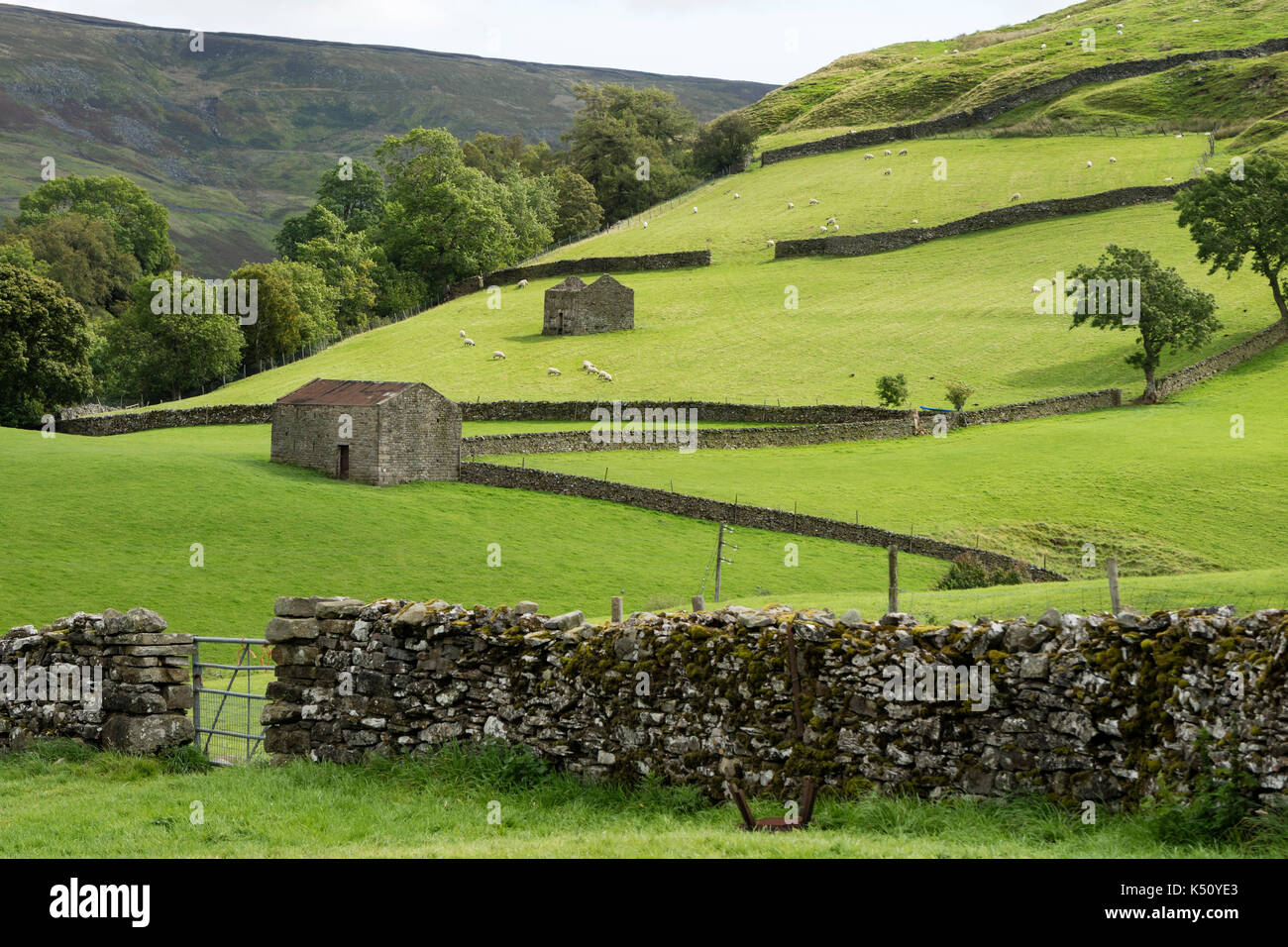 Un paysage agricole traditionnel Yorkshire Dales de murs en pierre sèche, champs et grange en pierre près de Keld, swaledale, vallées du Yorkshire, uk Banque D'Images