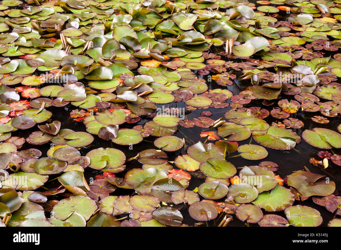 Le nénuphar dans l'étang à Soukhoumi, en Abkhazie Banque D'Images