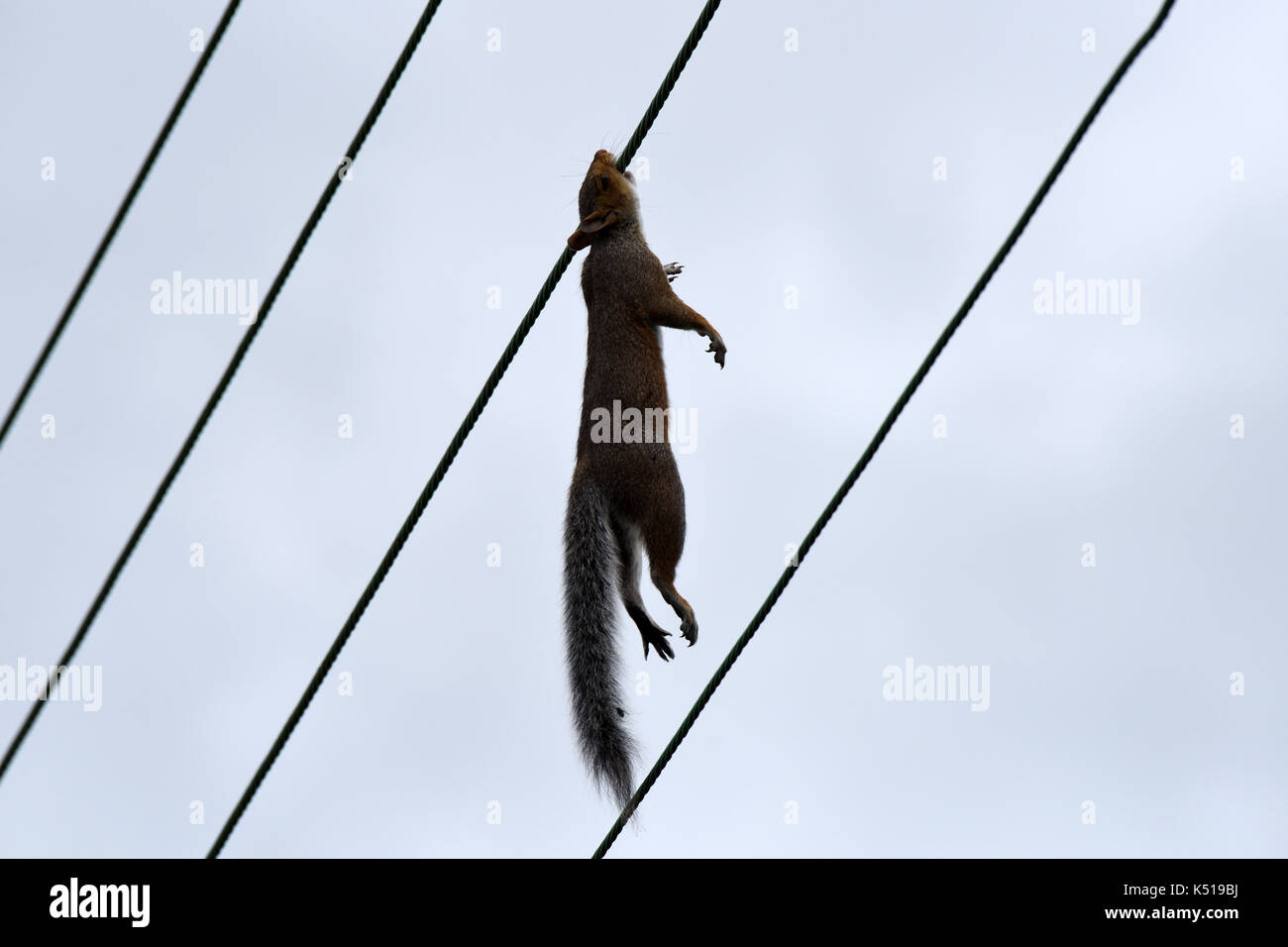 Les écureuils gris sont célèbres pour leurs compétences acrobatiques sur les fils de haut... mais c'est chance a manqué aujourd'hui lorsqu'il peu dans les frais généraux d'un fils de téléphone Banque D'Images