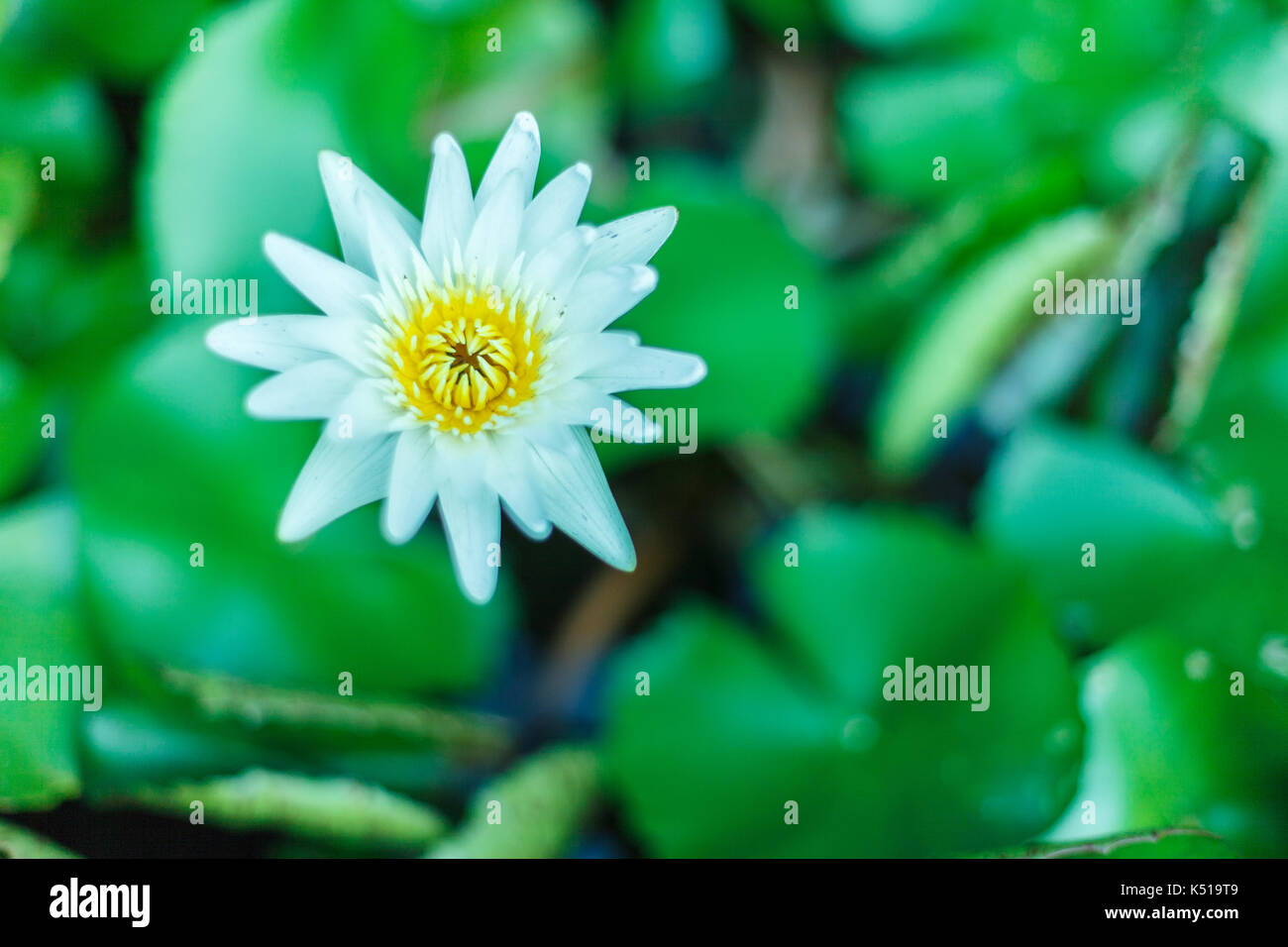 Cette belle fleur de lotus ou nénuphar est complétée par les riches couleurs de la surface de l'eau d'un bleu profond. Banque D'Images