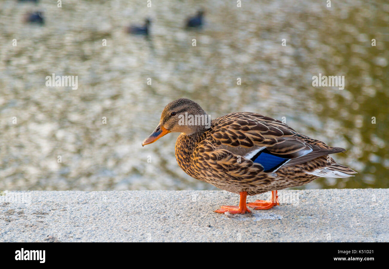 Canard femelle Banque D'Images