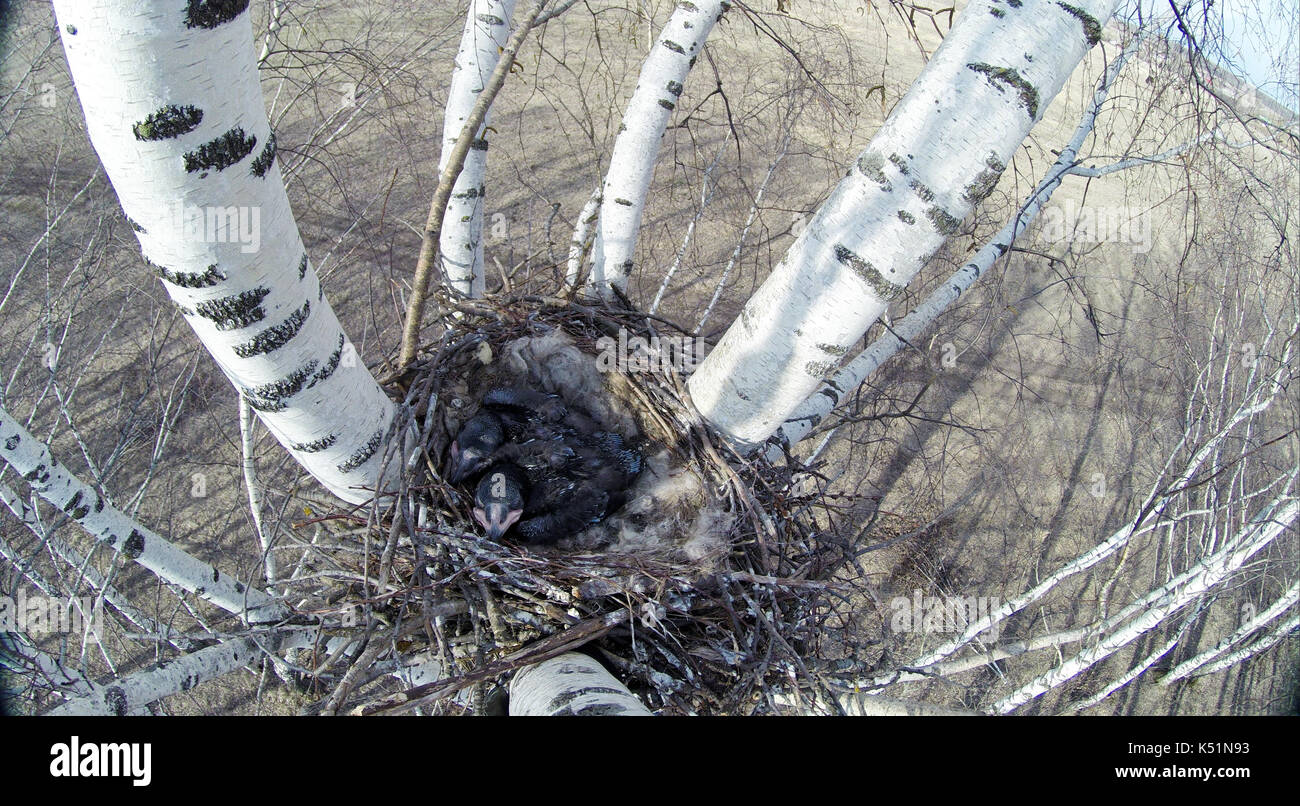 Poussins De Corbeau Dans Le Nid Banque De Photographies Et D images poussins-de-corbeau-dans-le-nid-banque-de-photographies-et-d-images