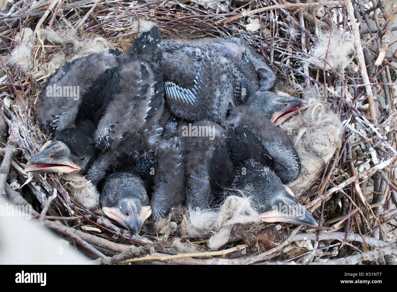 Poussins De Corbeau Dans Le Nid Banque De Photographies Et D images poussins-de-corbeau-dans-le-nid-banque-de-photographies-et-d-images