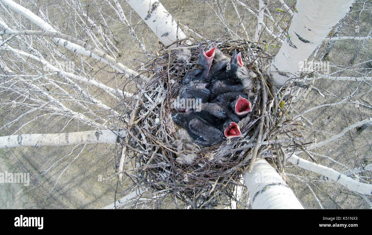 Corvus corax. Le Nid du corbeau dans la nature Photo